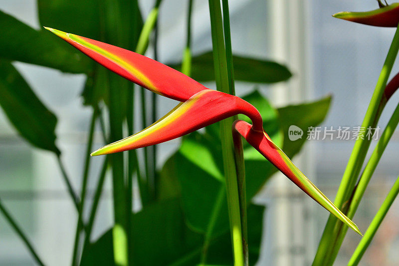 Heliconia /龙虾爪/巨嘴鸟峰